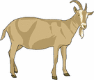 goat 3.gif